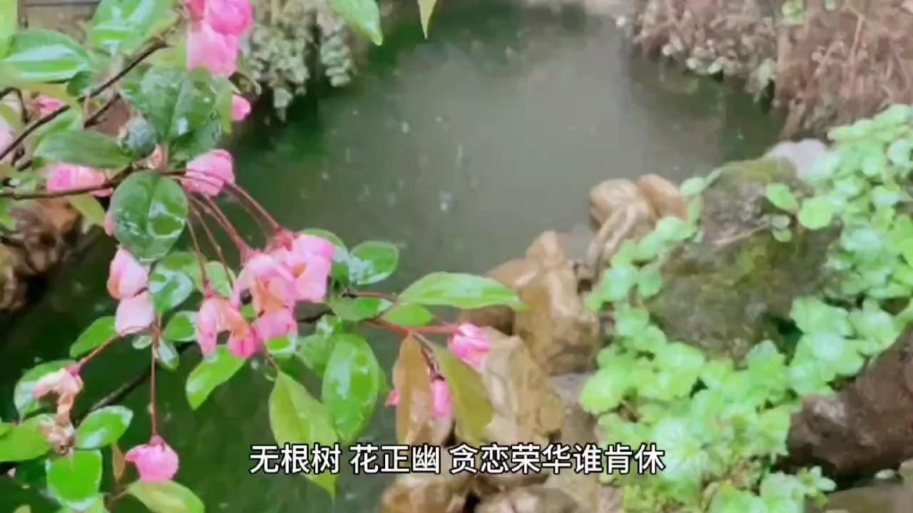 无根树花正幽