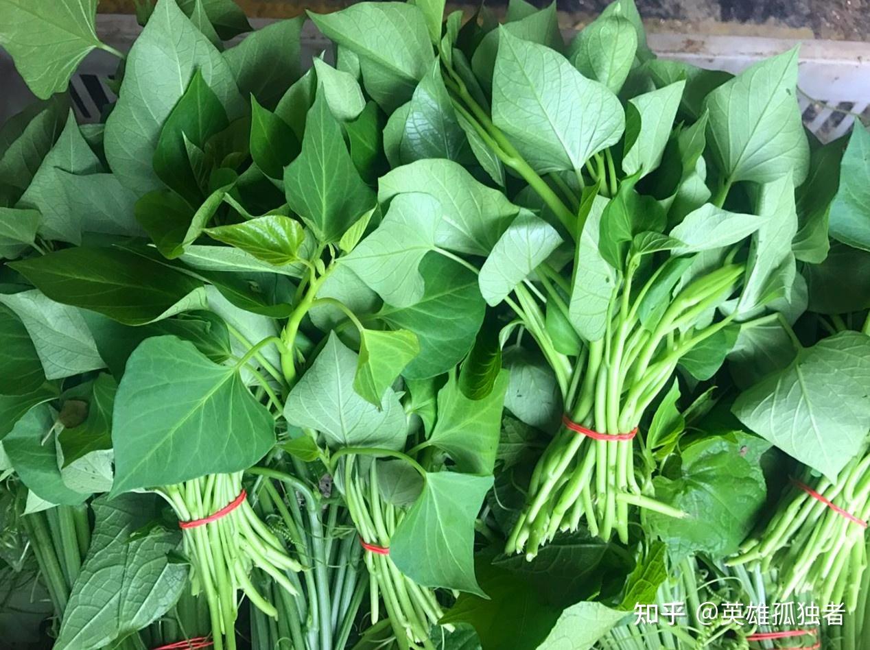 红薯叶有什么食用功效?