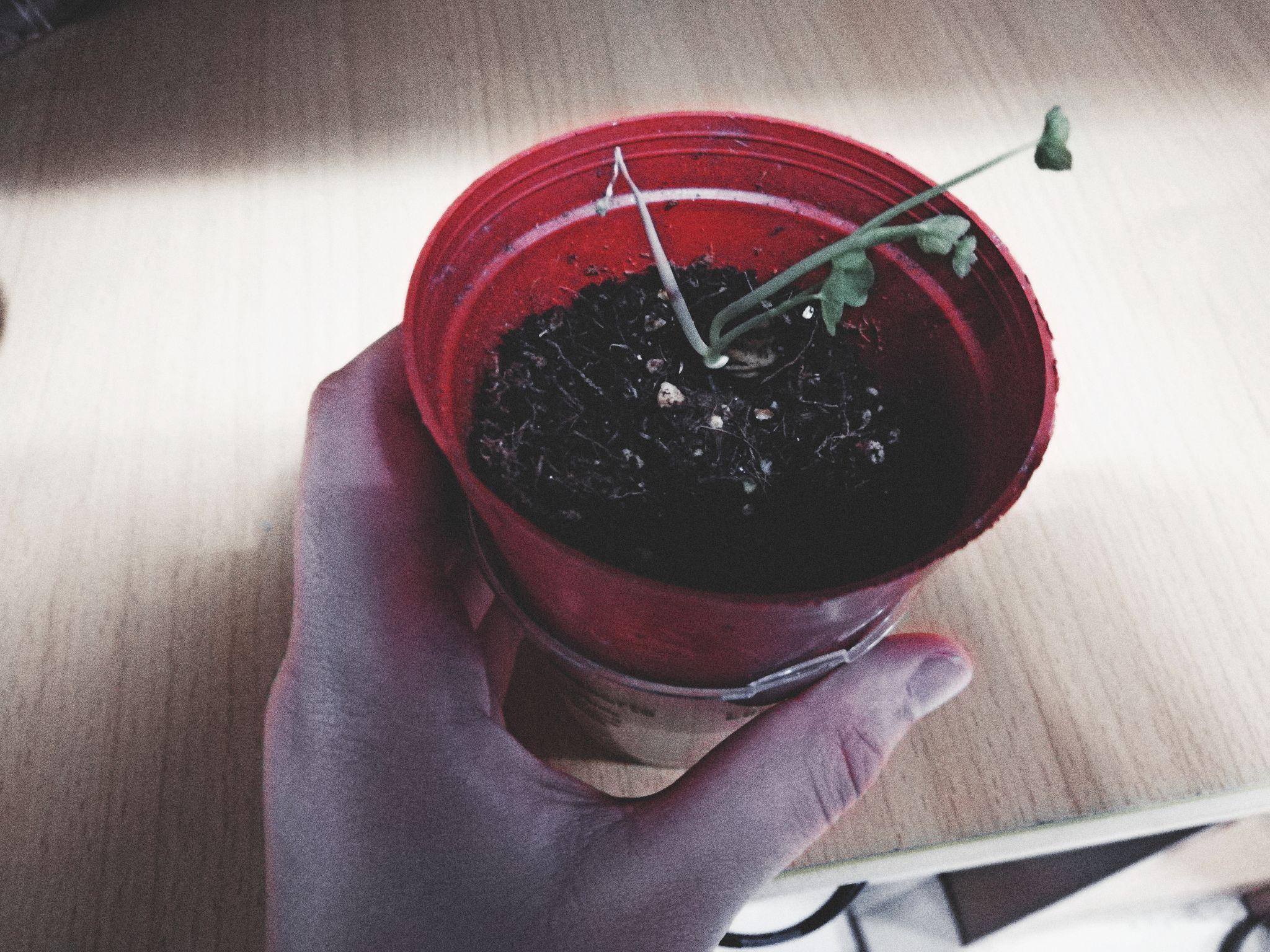去年猿辅导系统班送的种子怎么种呀?