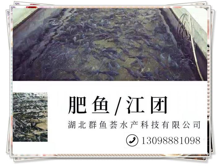 长吻鮠养殖前景如何,武汉长吻鮠鱼苗多少钱一斤?