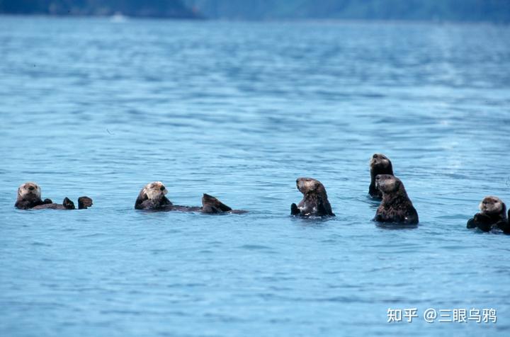 如果将 20 只狼和 500 只鹿放进同一孤岛，最后谁能活下来？