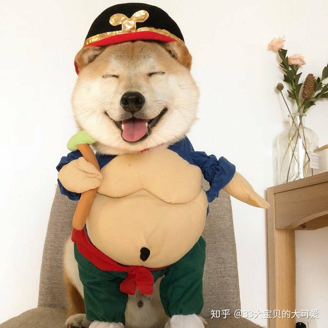 有没有一些柴犬或二哈超可爱的壁纸或头像