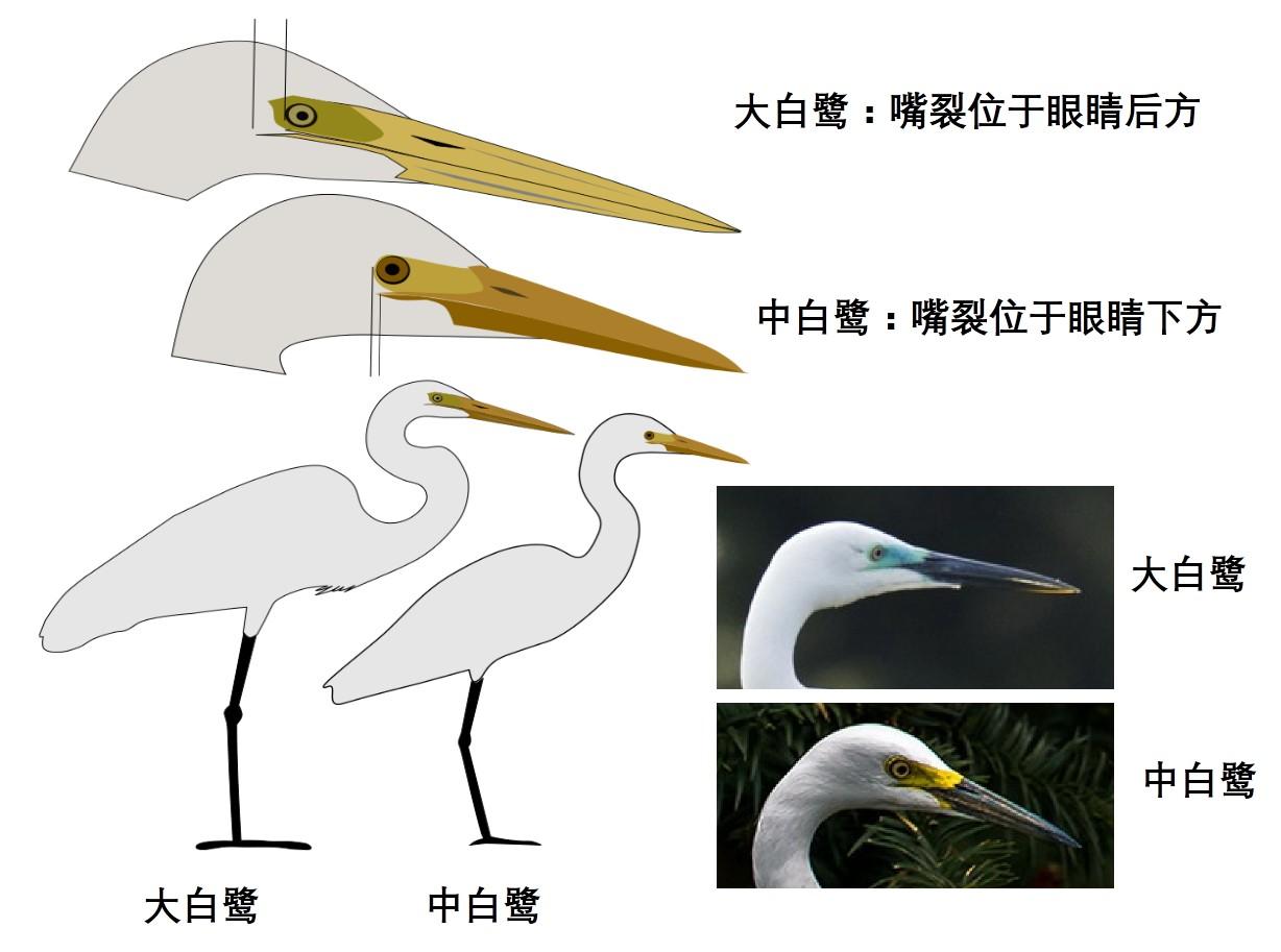 请问图中的黄嘴,黑嘴白鹭分别是小白鹭,中白鹭吗? - 知乎