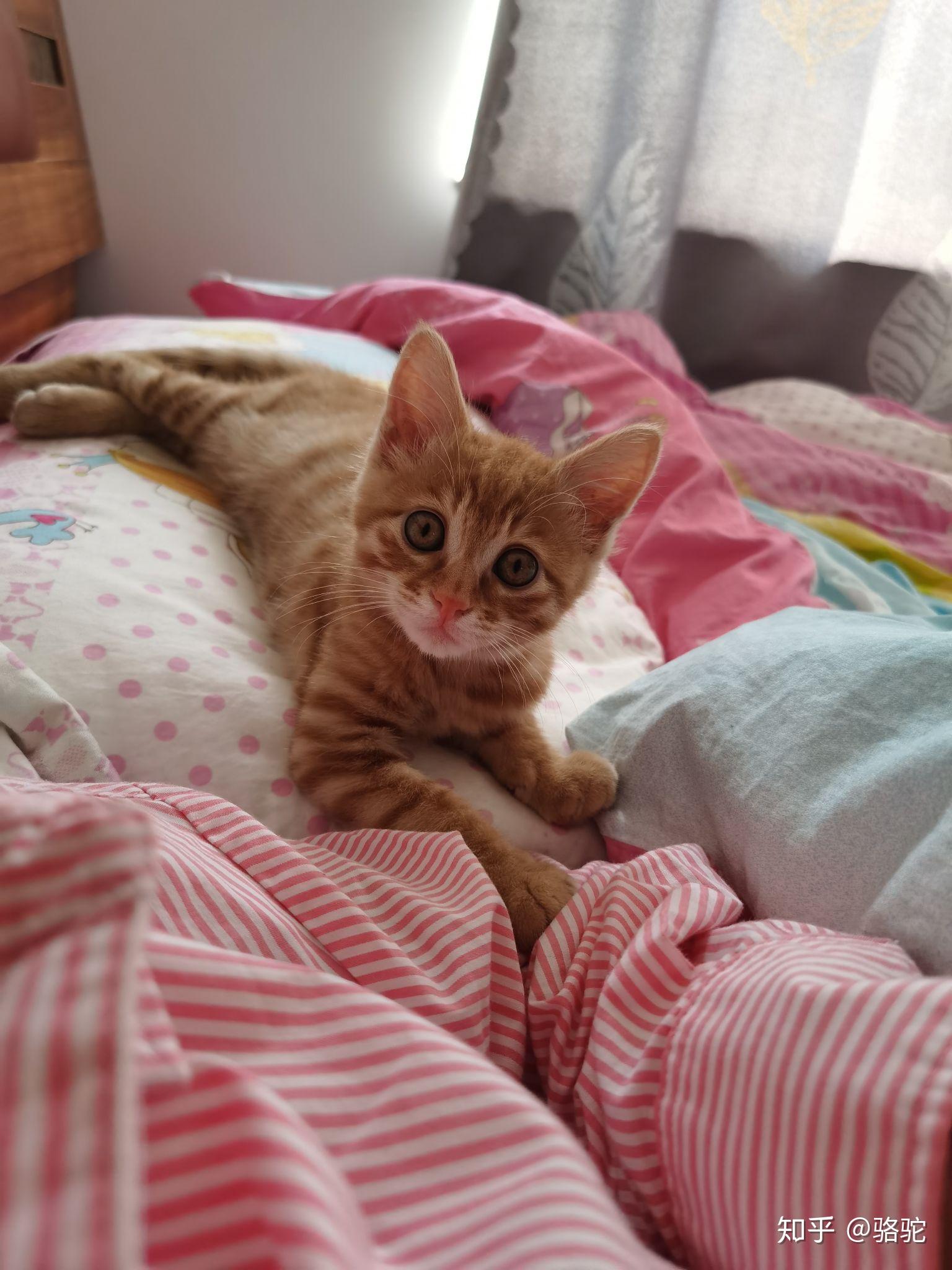 橘猫小时候是不是都很瘦? - 知乎