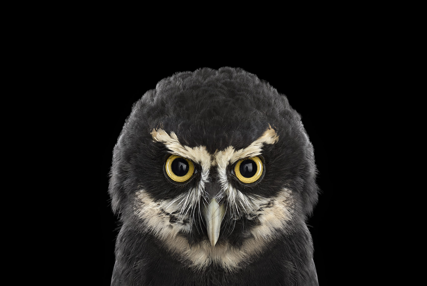 小米11ultra的背屏有什么好玩的图片,求分享?