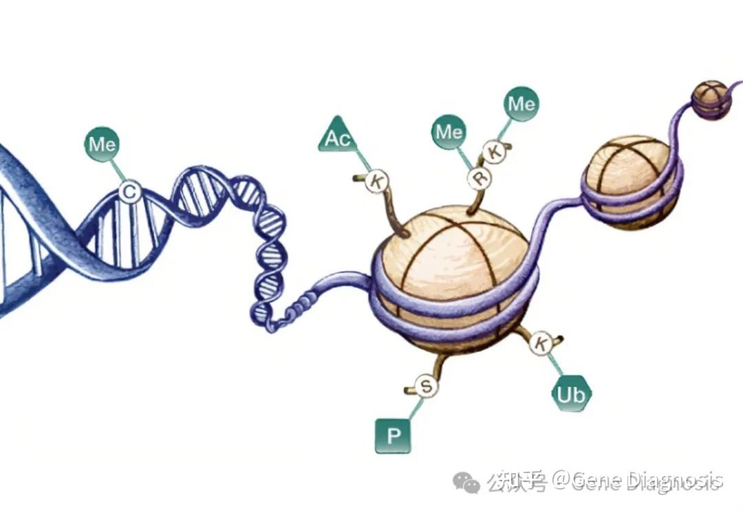 基因组学包括的内容有哪些？ 知乎 