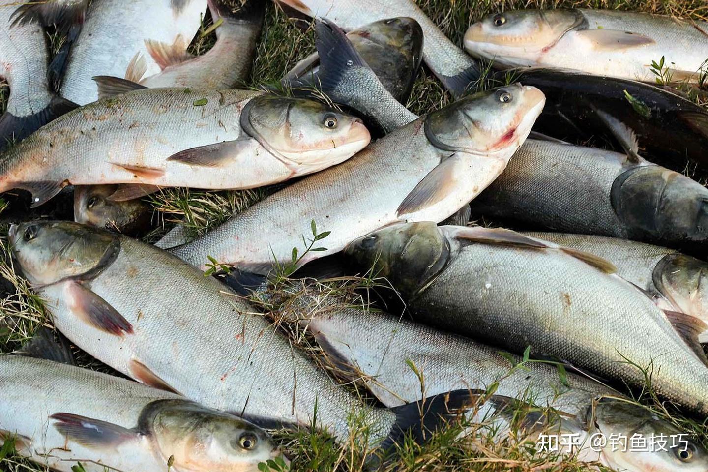 立秋后怎样钓鲢鳙?立秋后钓鲢鳙的4个要领,教你轻松钓到大鲢鳙 - 知乎
