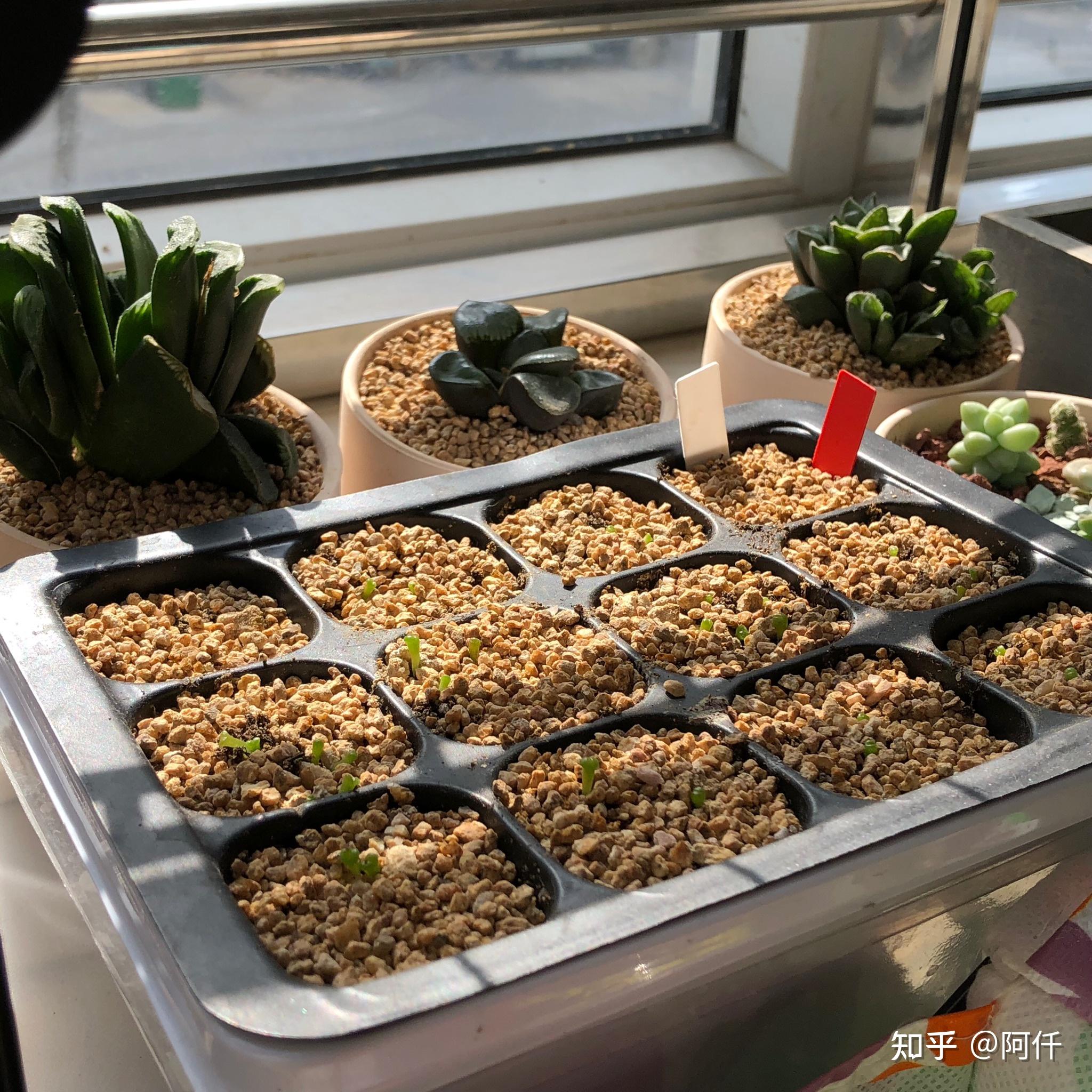 多肉植物笔记