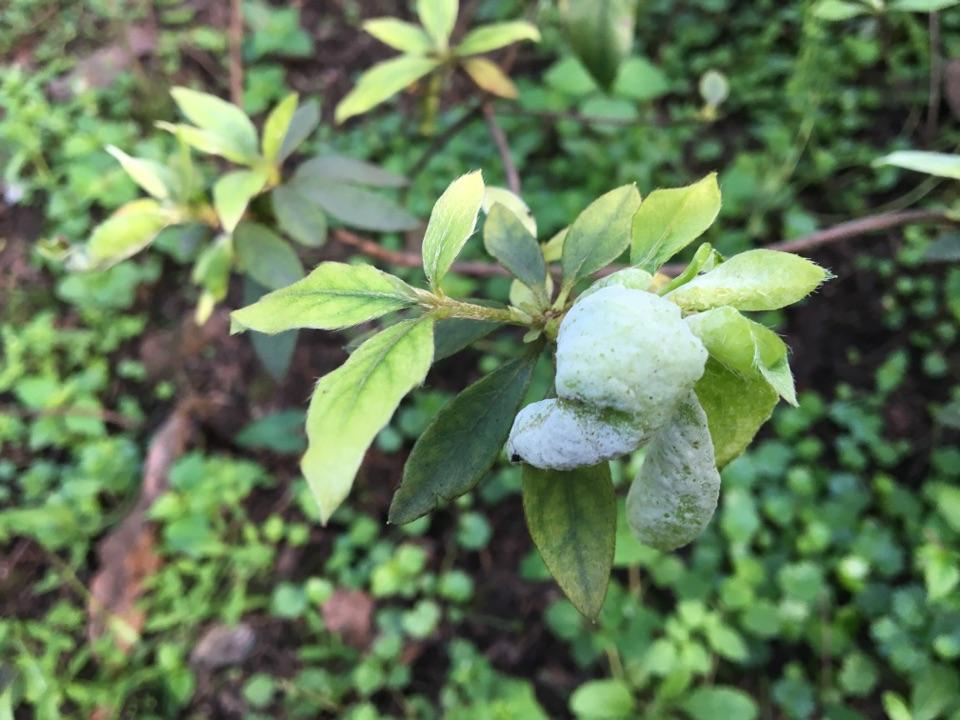 请问春鹃的叶子发卷而且变得很厚像肉质叶一样是什么病