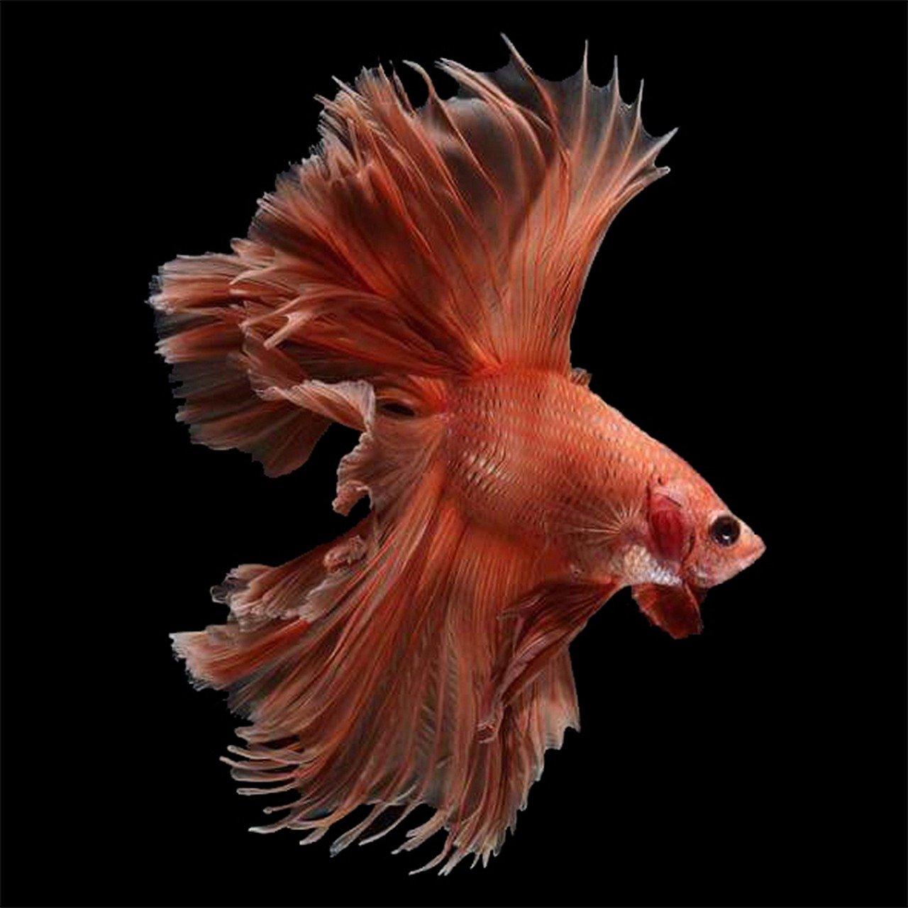 3. 孔雀鱼适宜密度