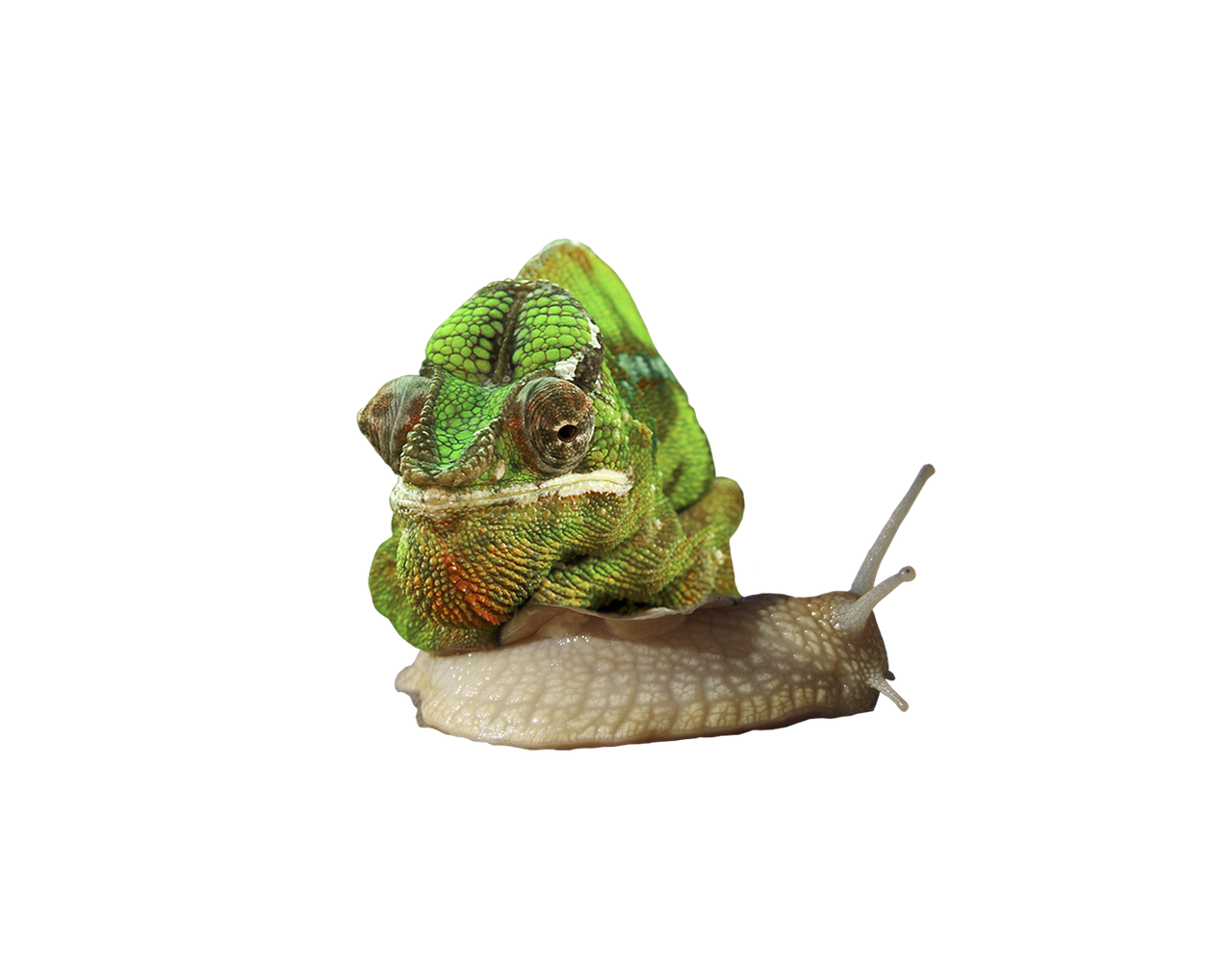 3. 合适土壤选择