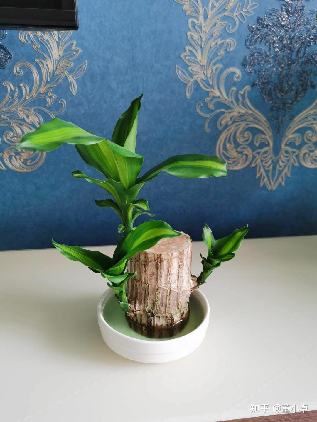 巴西木怎么养这个可以移土里头吗求指教