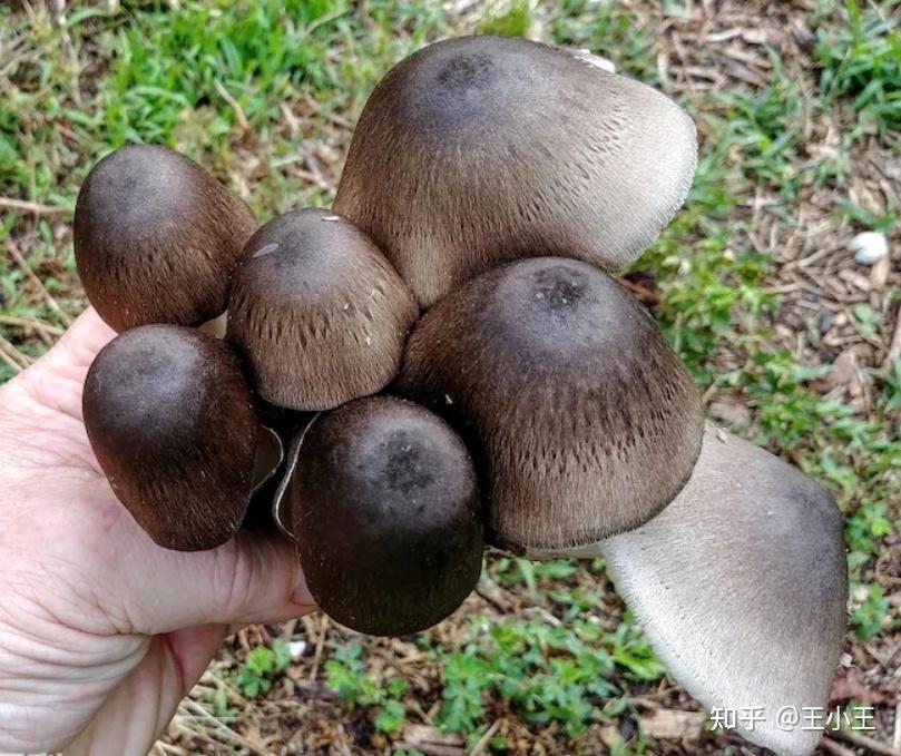 草菇的菇伞为什么在里面?