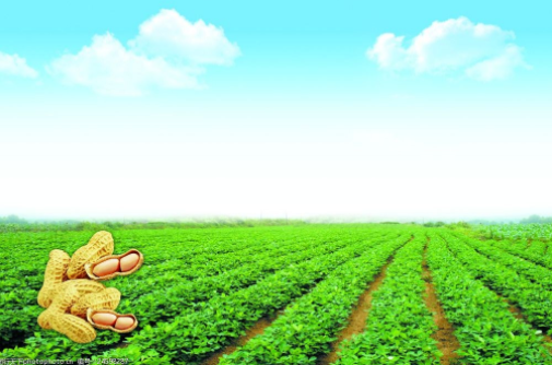 春季花生种植管理技术要点总结