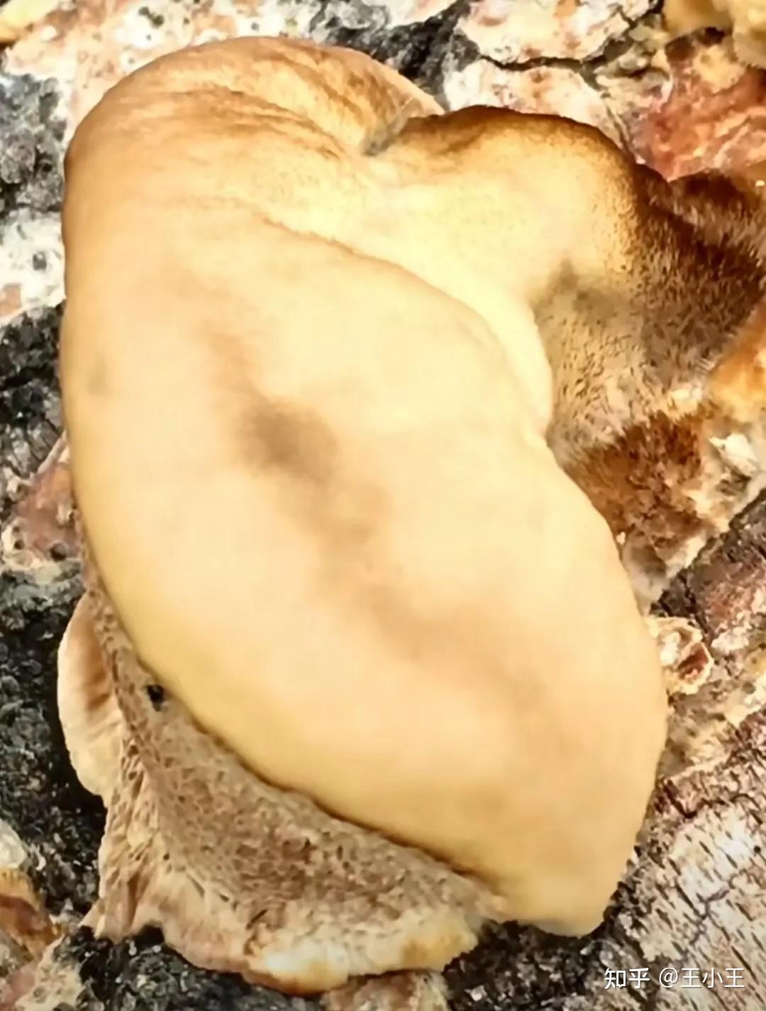 请问这种长在杨树树桩的真菌是什么菌?