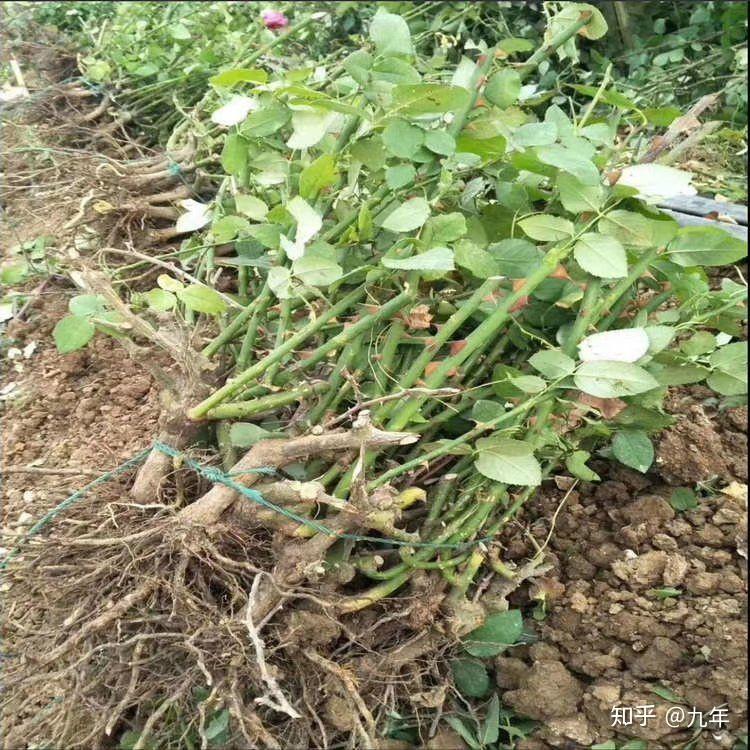 买了几个花盆卖家送了个玫瑰花根子和一包玫瑰花种子本人完全不懂如何