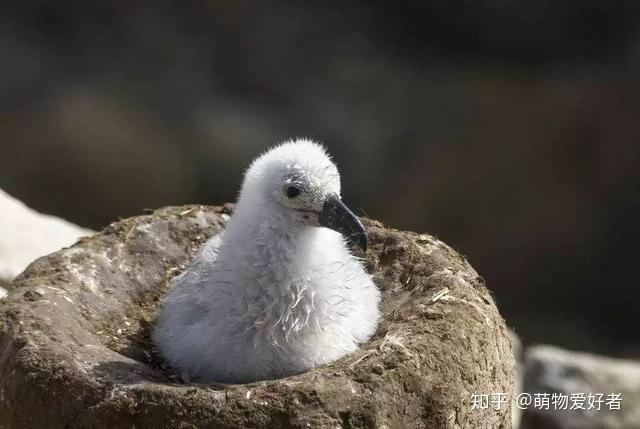 信天翁能连续飞行十年不停下,绕地球一周只需两个月 - 知乎