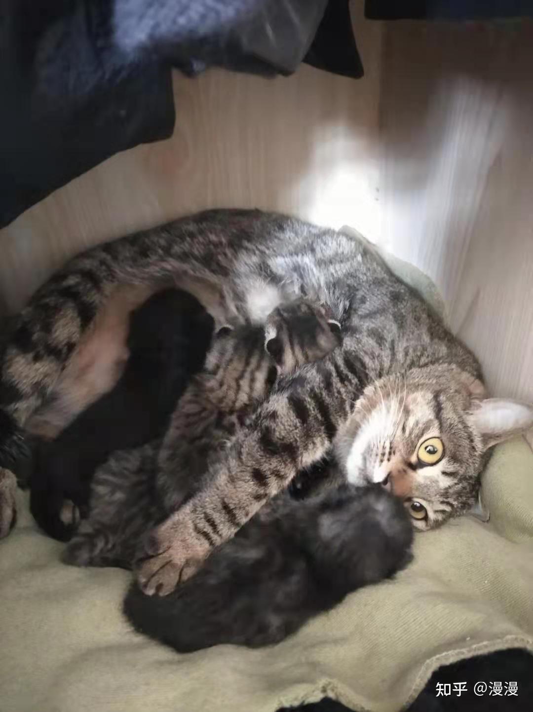 英短蓝猫和狸花猫配种会生出什么样的猫啊求上图