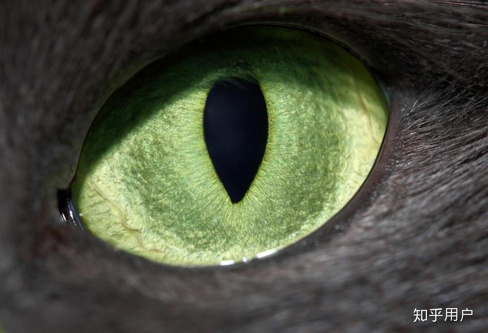 猫咪瞳孔为什么会张开?