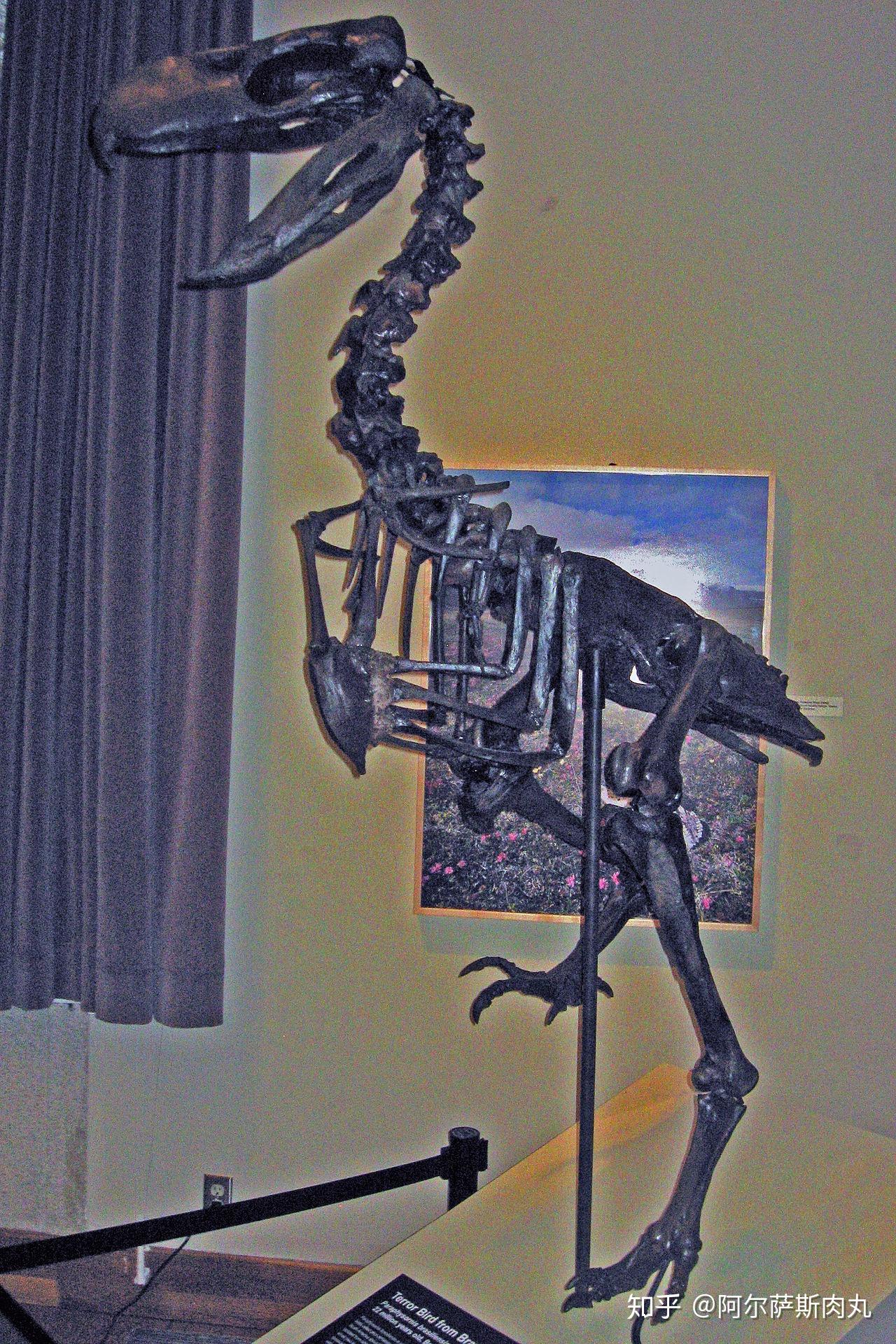 「Prehistoric Park丨史前公园 1」巨鸟奔腾——骇鸟兴衰简史 - 知乎