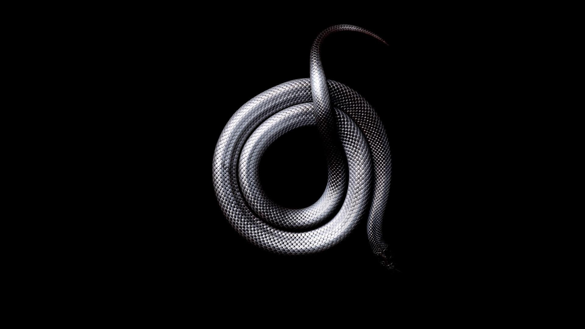 黑白相间蛇什么蛇图片,王蛇,蟒蛇_大山谷图库