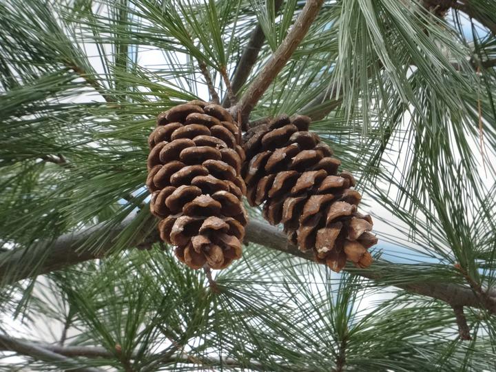 这是一棵结松子的树