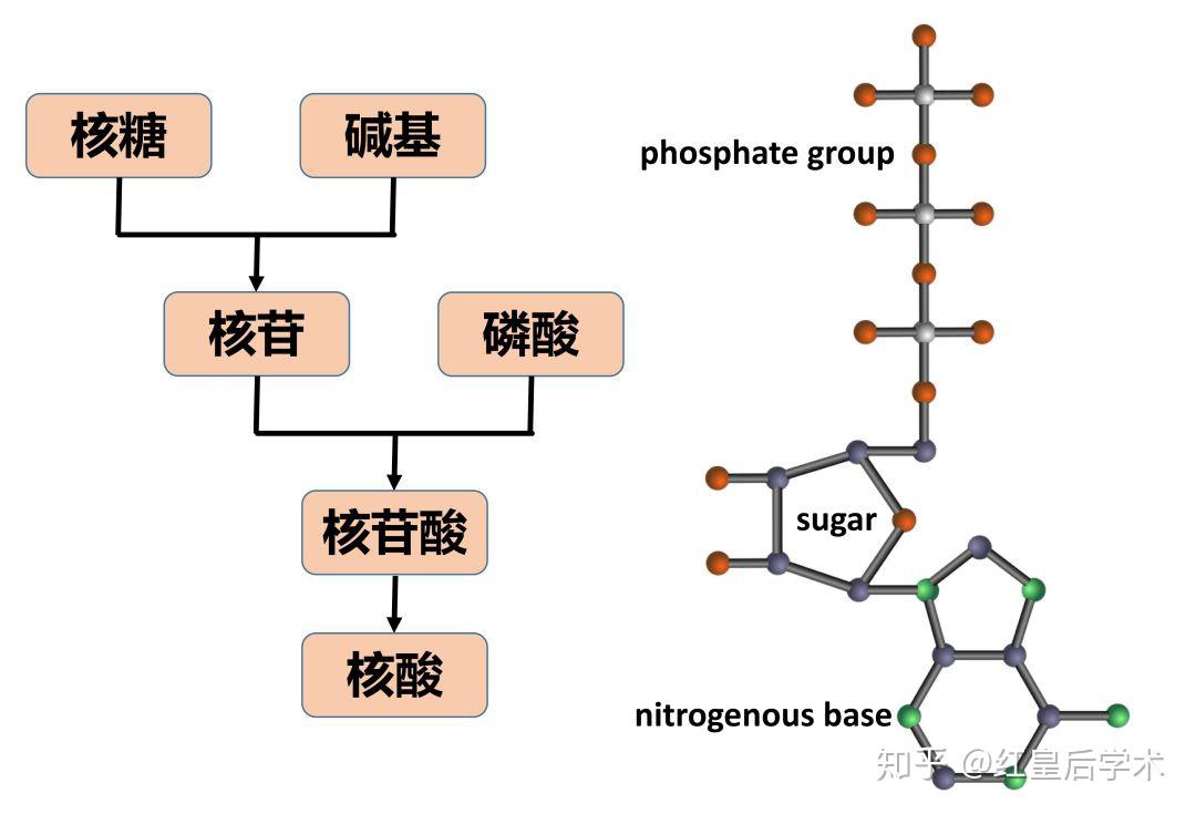 核酸是干什么的