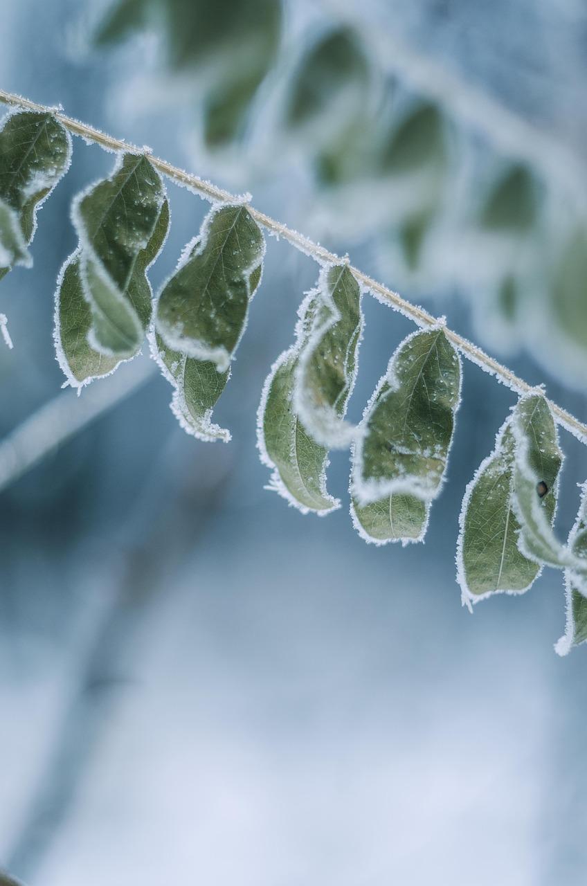 4. 繁殖力强花草
