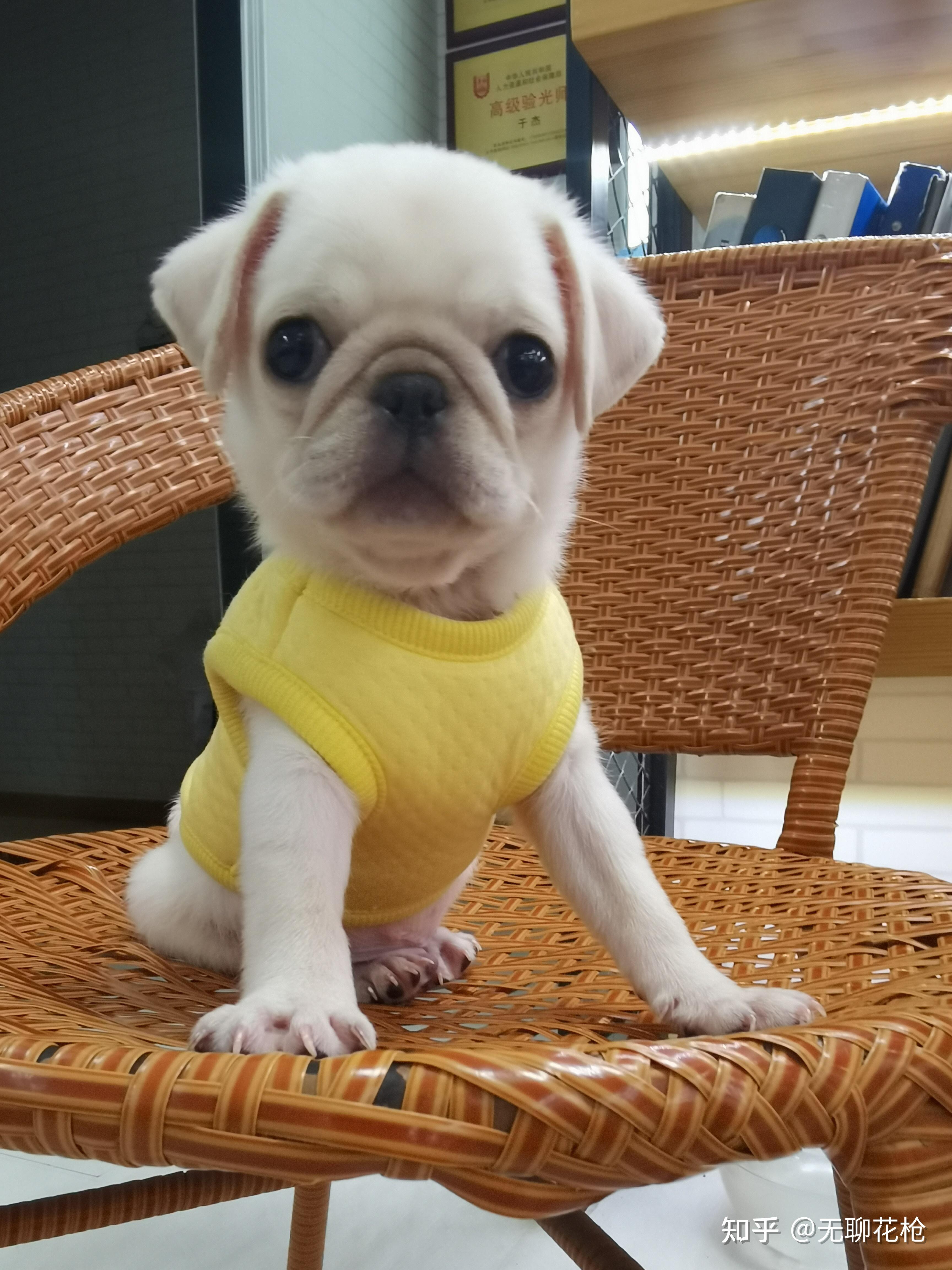 买了一只白色巴哥犬请问是纯的嘛