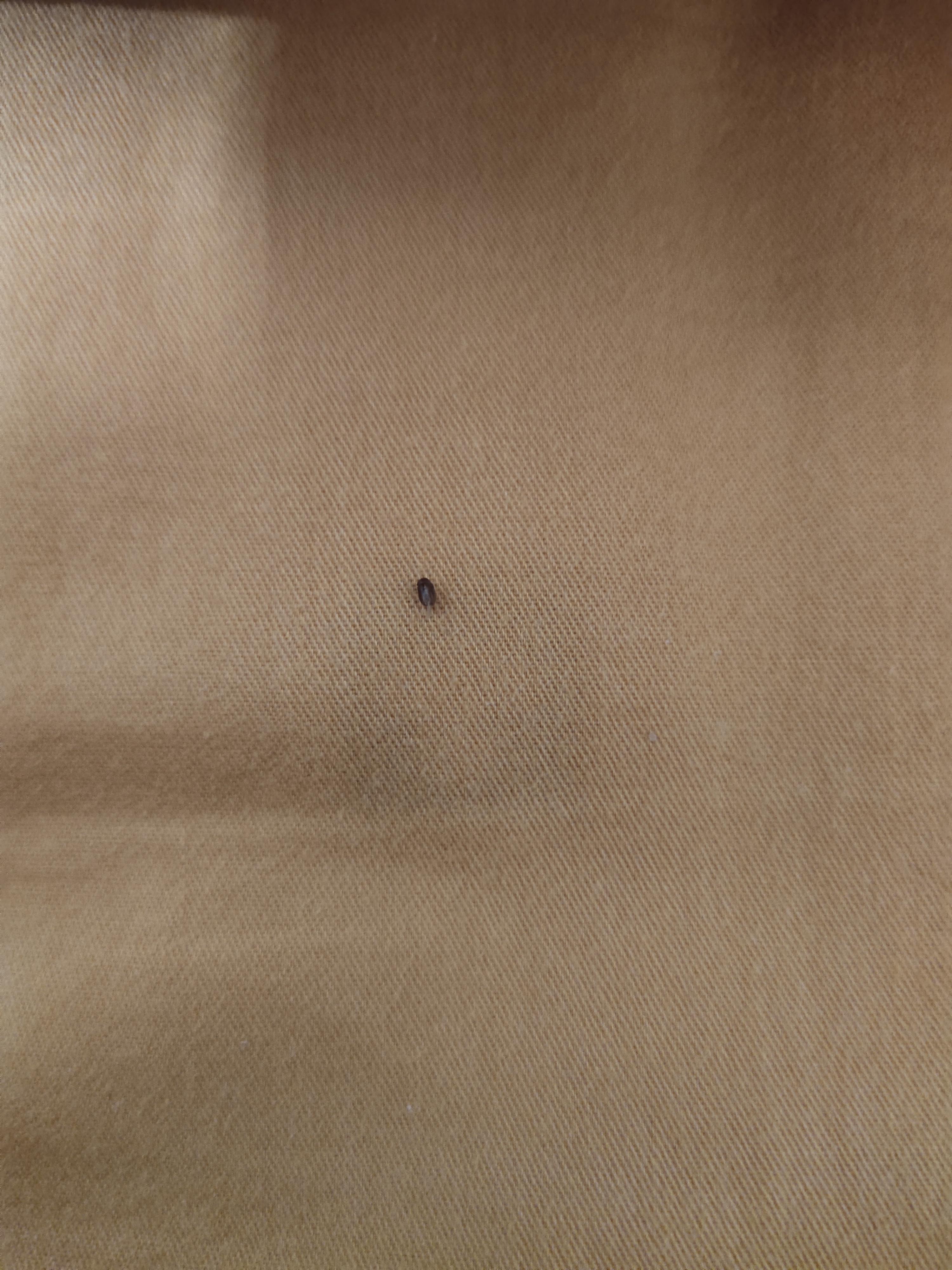 家里最近出现了很多芝麻粒大小棕褐色的小甲虫,谁知道这是什么虫子啊?