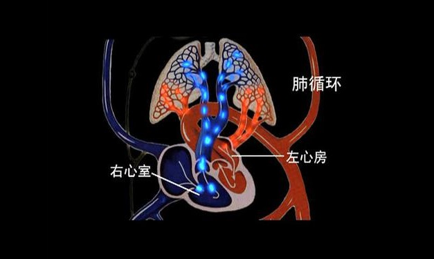 为什么肺动脉血是蓝的肺静脉是红的