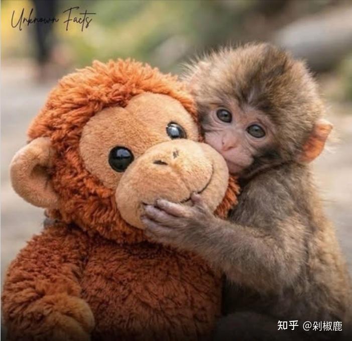 小猴子Panchi刚出生就被母亲抛弃,随后又遭其他猴子排挤,视频看哭千万人,为什么猴子会相互排挤? - 知乎