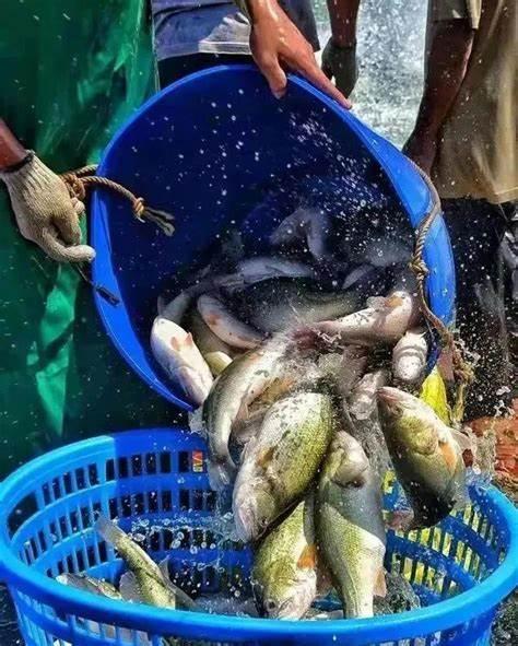 怎样高密度养殖加州鲈鱼,高密度养殖加州鲈鱼技术与预防