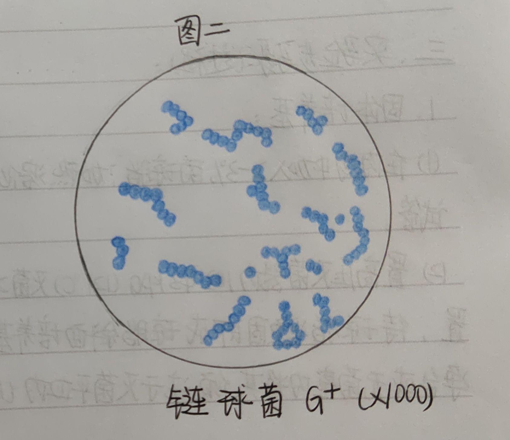 球菌红蓝绘图图片