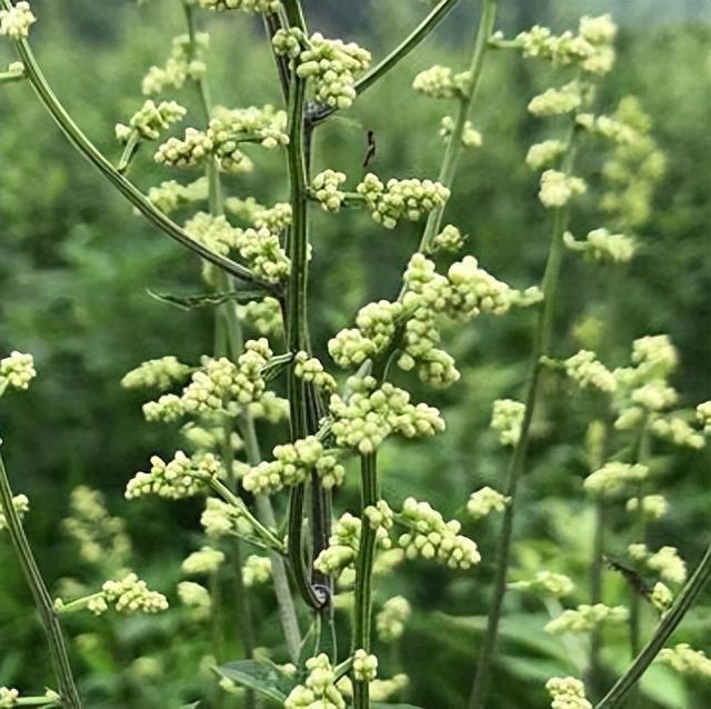 刘寄奴图片功效与作用图片