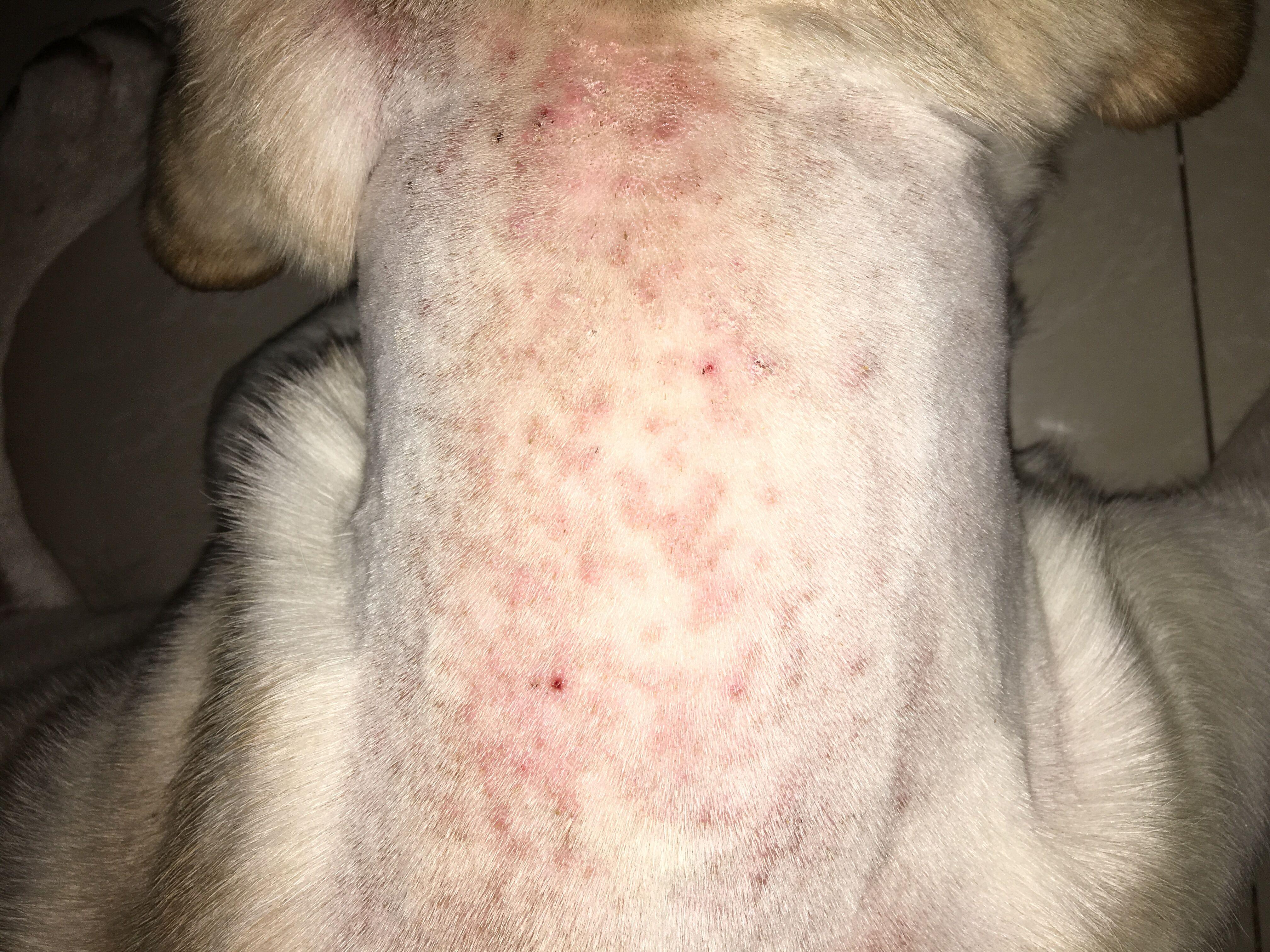 拉布拉多这是真菌还是跳蚤咬的