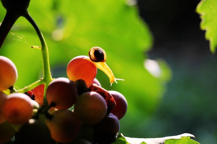 只要坚持,蜗牛也能吃到最甜的葡萄