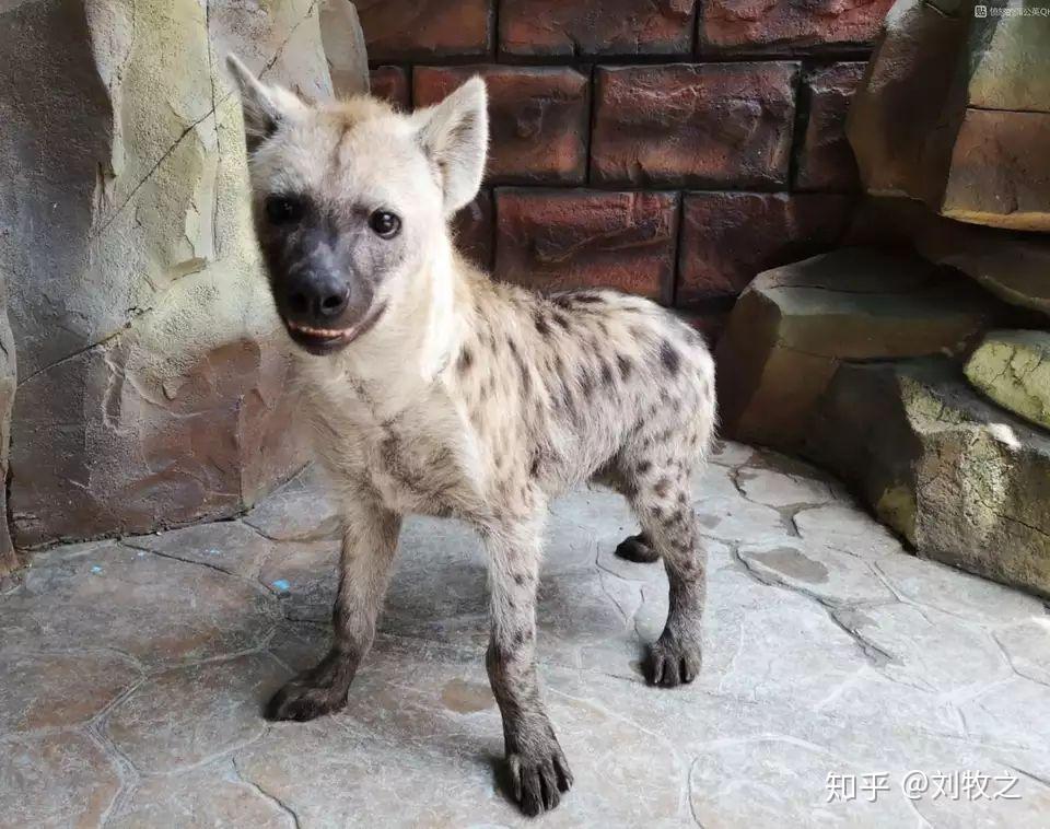 鬣狗能当成宠物饲养吗? - 知乎