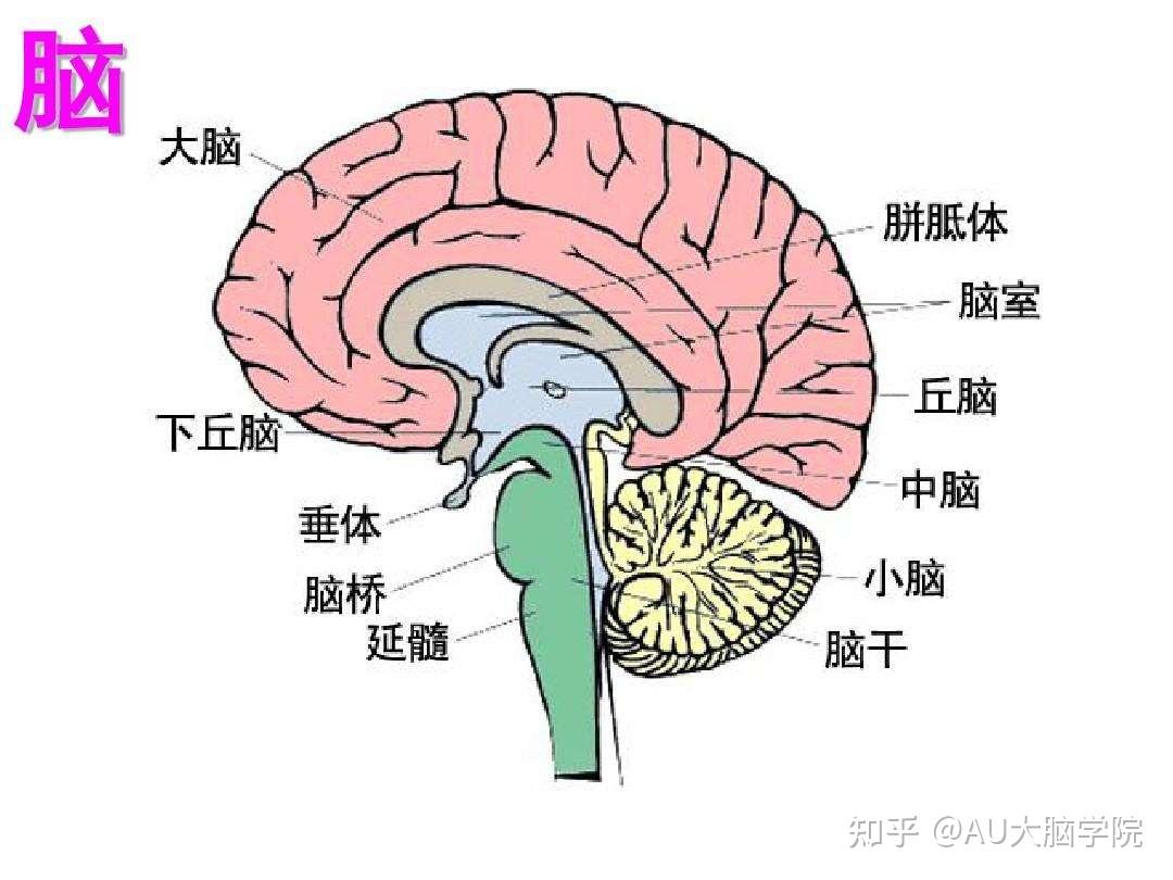 大脑的外层叫 zhuanlan.zhihu.com