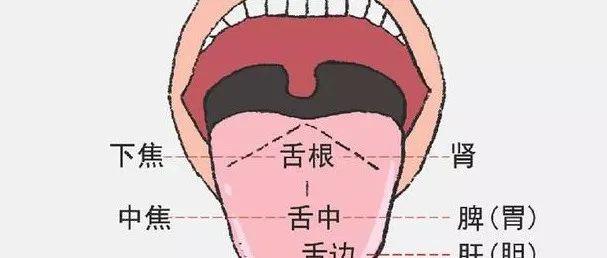 一篇文章教您成为舌诊大师!(全是干货) - 知乎