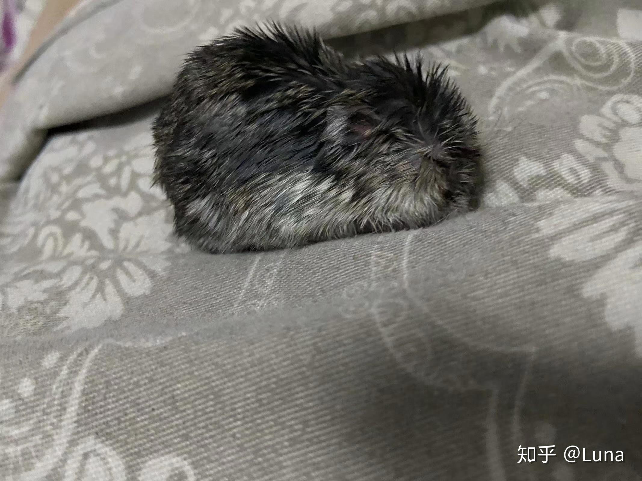 养仓鼠是种怎样的体验