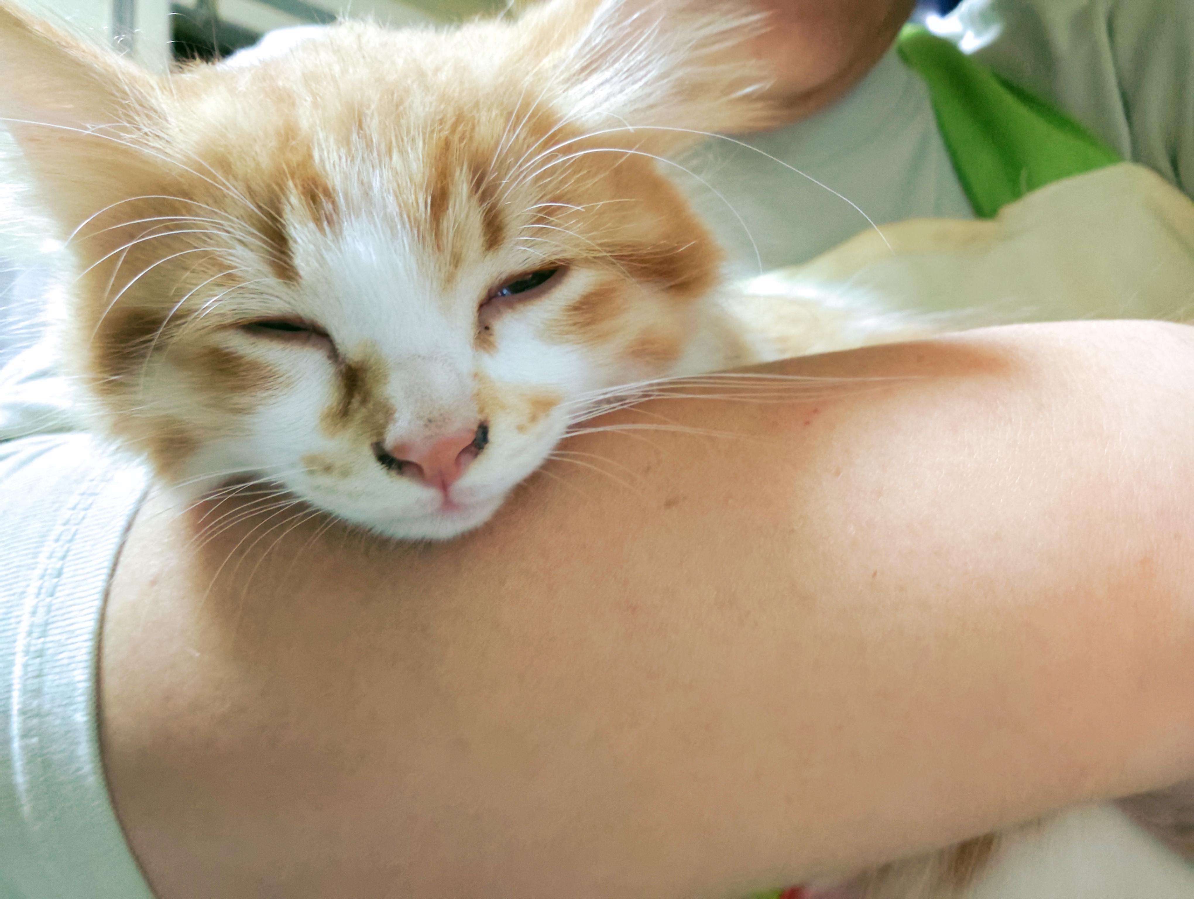 可以分享一张你家猫睡觉的照片吗?