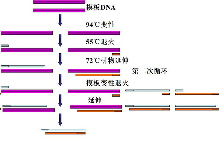 pcr复制三次过程图图片