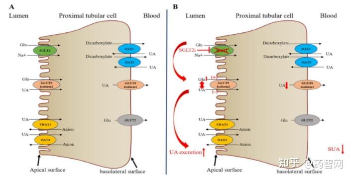 明星降糖药——SGLT2抑制剂知多少 - 知乎