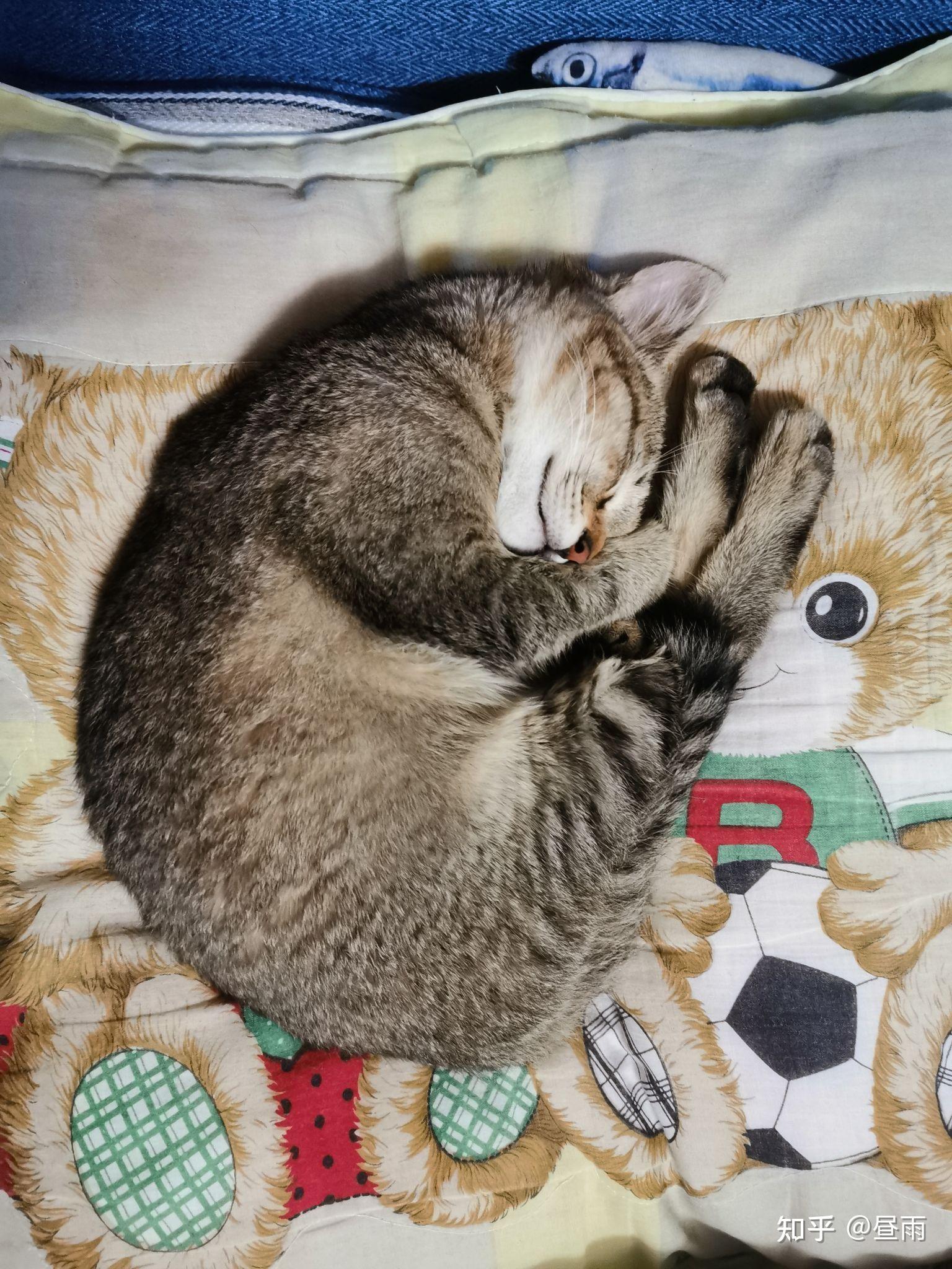 养雀猫(麻猫)是一种怎样的体验? - 知乎