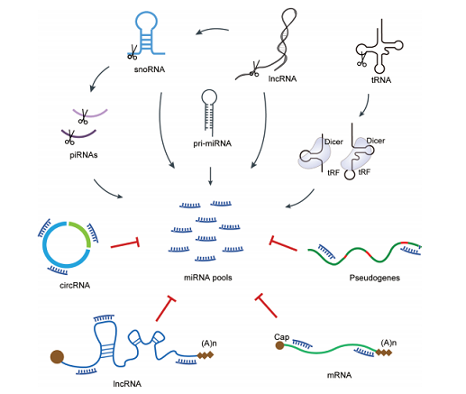 编码RNA与非编码RNA（三） - 知乎