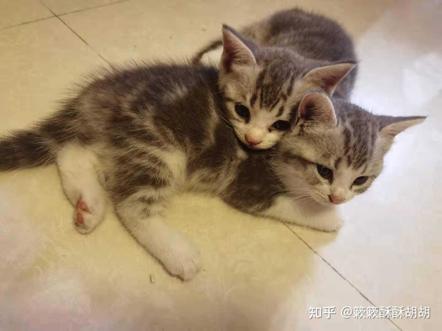 布偶串美短孩子长大啥样呢