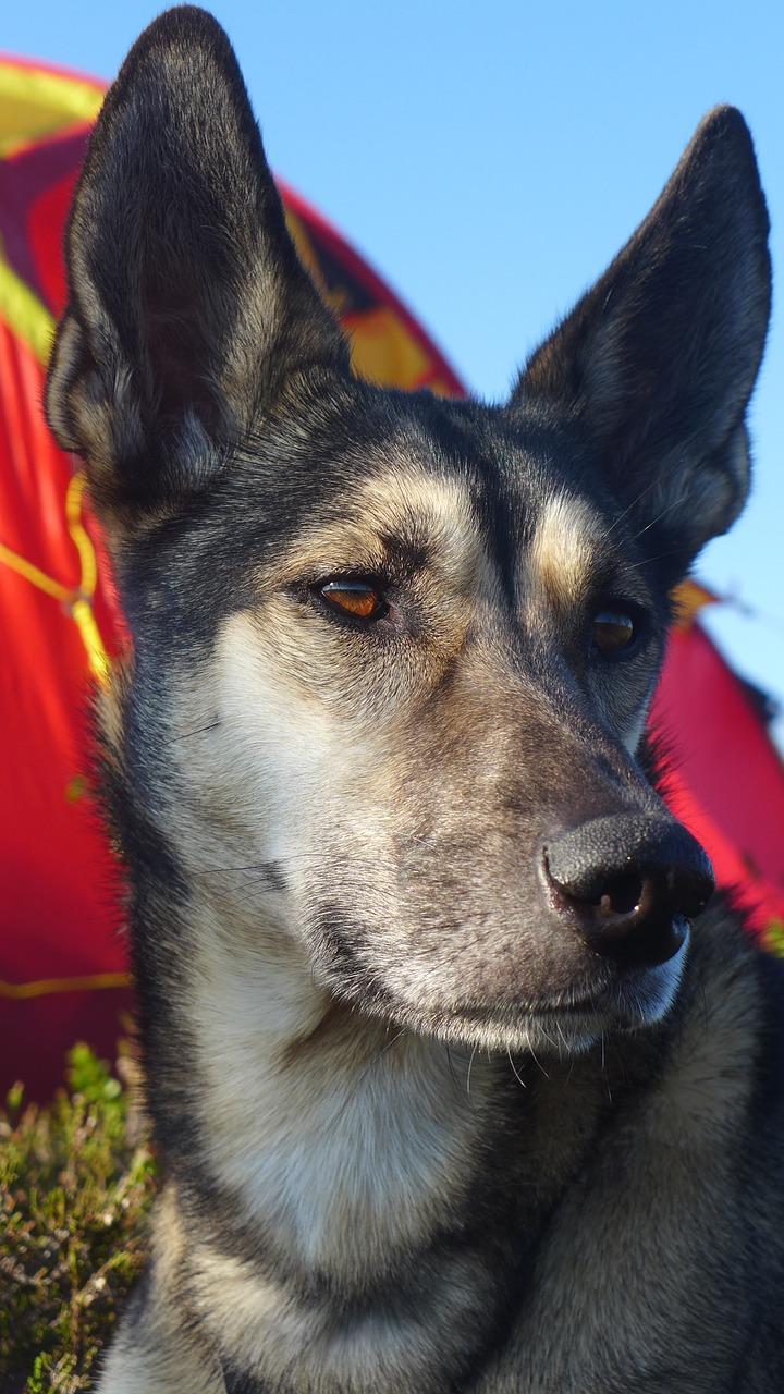 3. 声音恢复训练