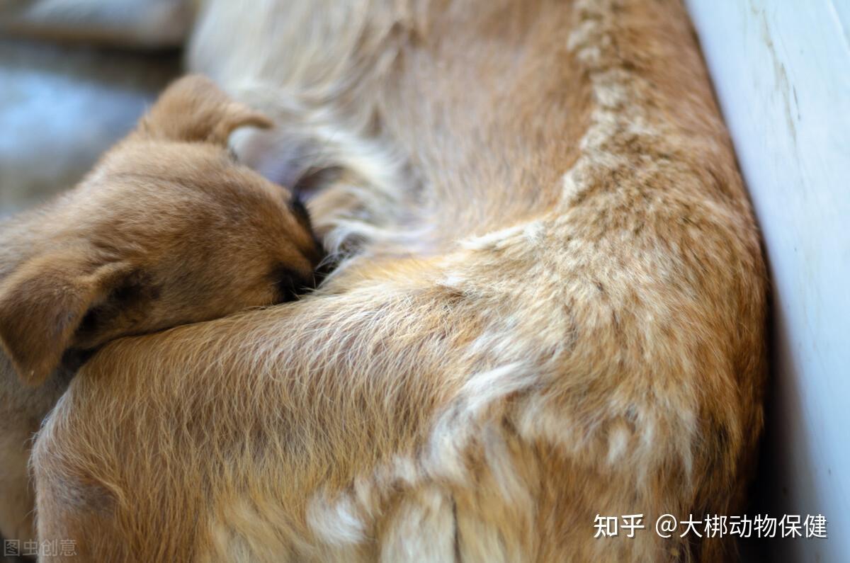 狗狗怀孕几个月生产？详细了解狗狗妊娠期和分娩过程 - 狗狗饲养 - 宠物指南
