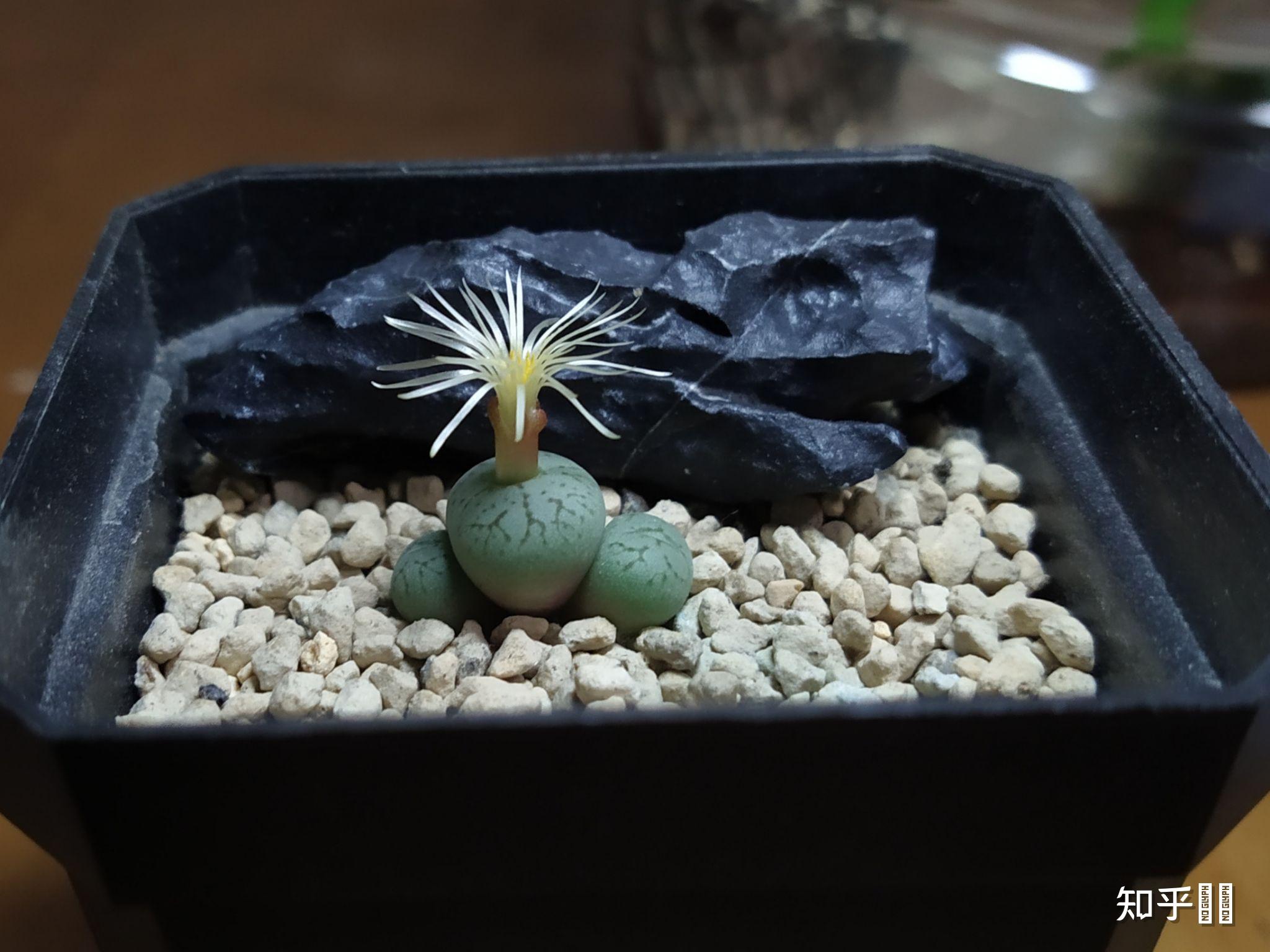 90后女博士给新物种命名派大星这是一种怎样的生物物种命名一般有什么